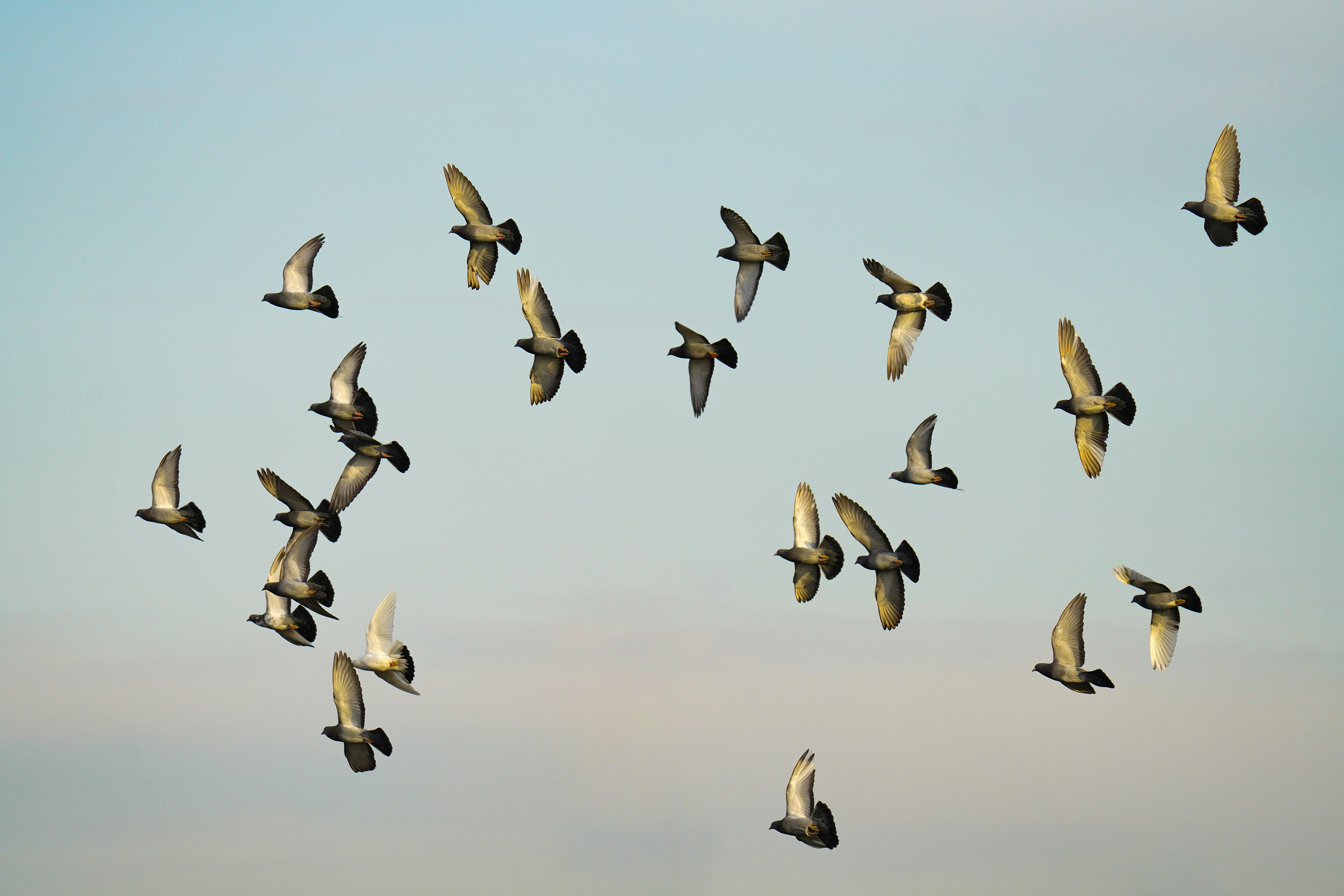birds flying against a blue sky